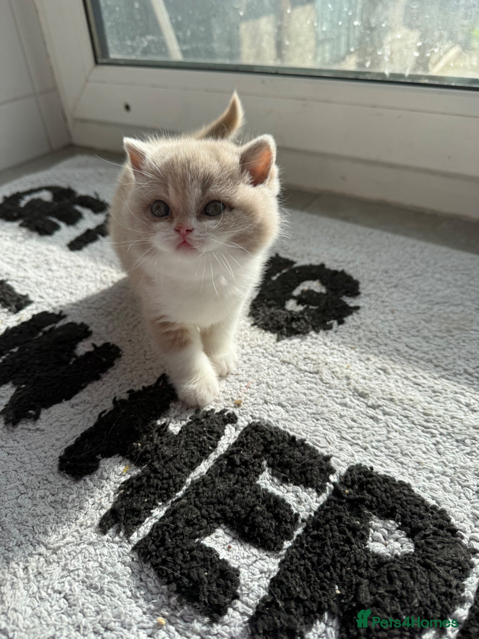 British Shorthair cats Active register beautiful tortie female  - Advert 6