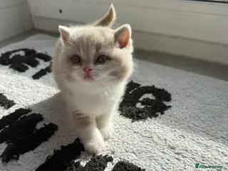 British Shorthair cats Active register beautiful tortie female - Advert 11