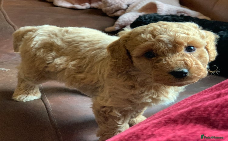 Cockapoo dogs - Advert 1