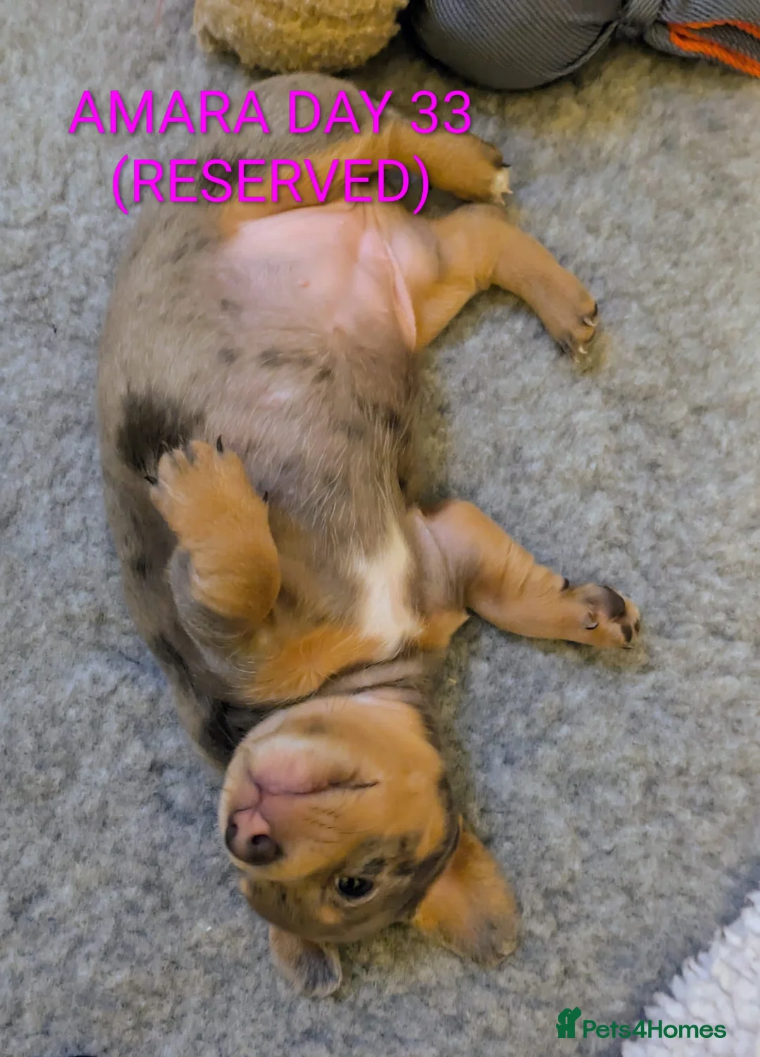 Miniature Dachshund dogs for sale: KC Reg Mini Dachshund Puppies –Loving Homes Only!  - Advert 4