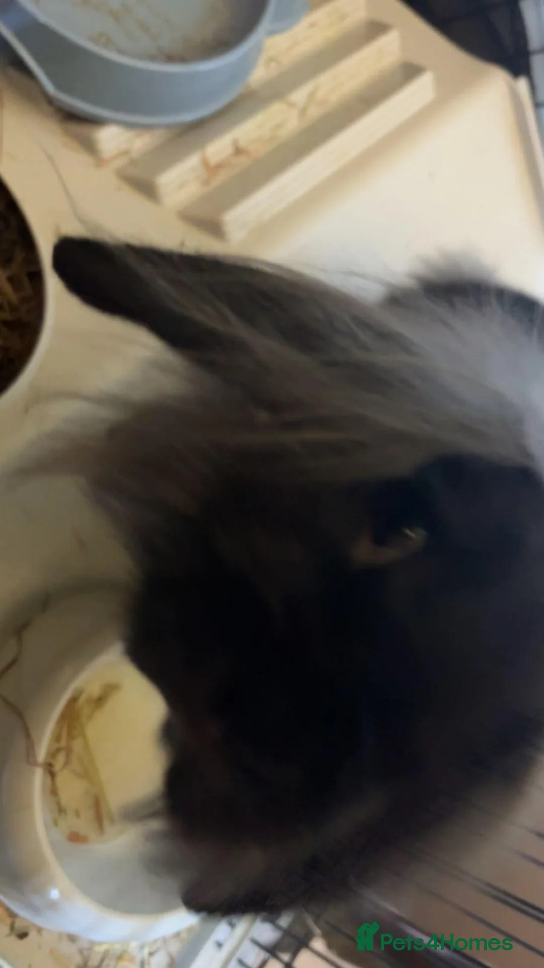 Lionhead rabbits for sale: 4-5 months Lionhead w/ or without cage : Renfield - Advert 2