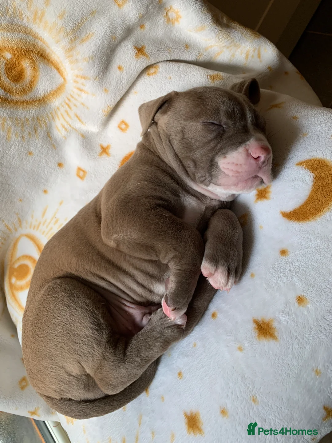 Mixed Breed dogs for sale: Cane corso x puppys in Halifax - Advert 1