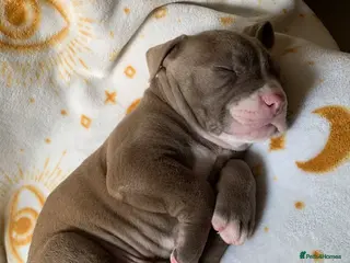 Mixed Breed dogs Cane corso x puppys - Advert 3