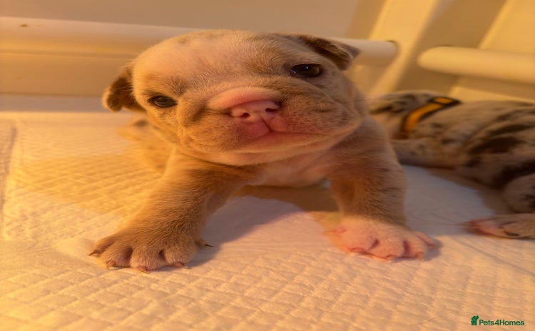 English Bulldog dogs - Advert 2