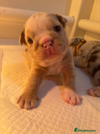 English Bulldog dogs - Advert 4