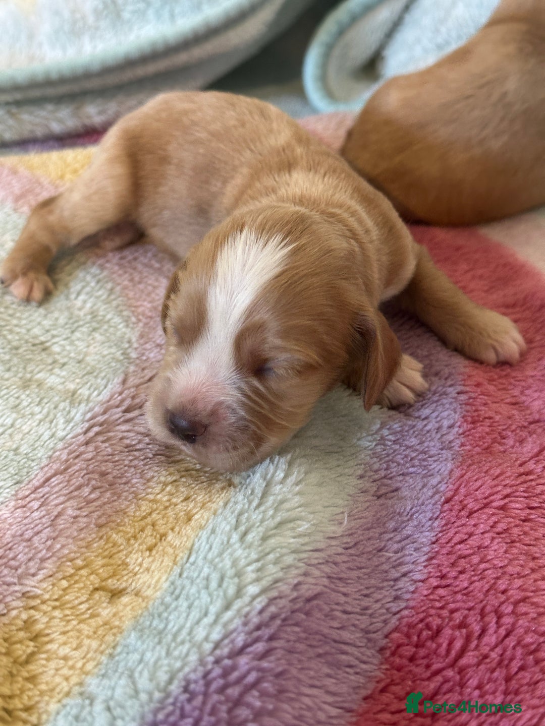 Cocker Spaniel dogs for sale: Kc cocker spaniels  - Image 8