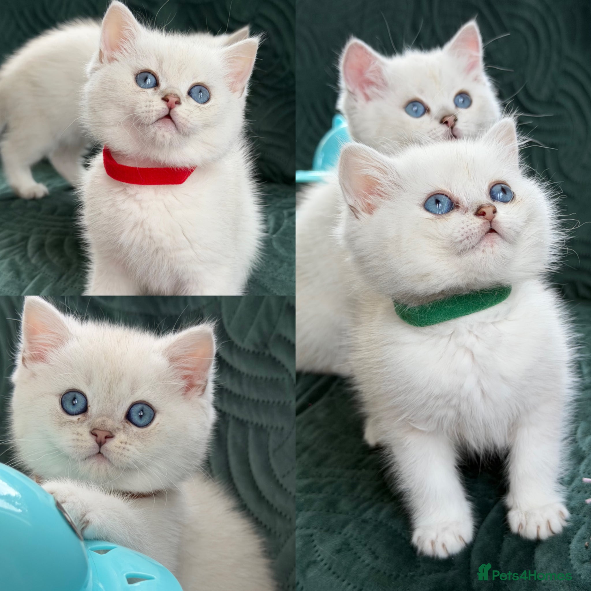 British Shorthair cats BSH golden point adorable kittens TICA  - Advert 1