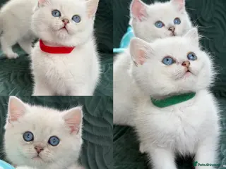 British Shorthair cats BSH golden point adorable kittens TICA - Advert 6
