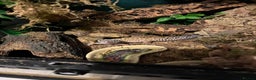 Gecko reptiles for sale: 2 leopard geckos  - Advert 12