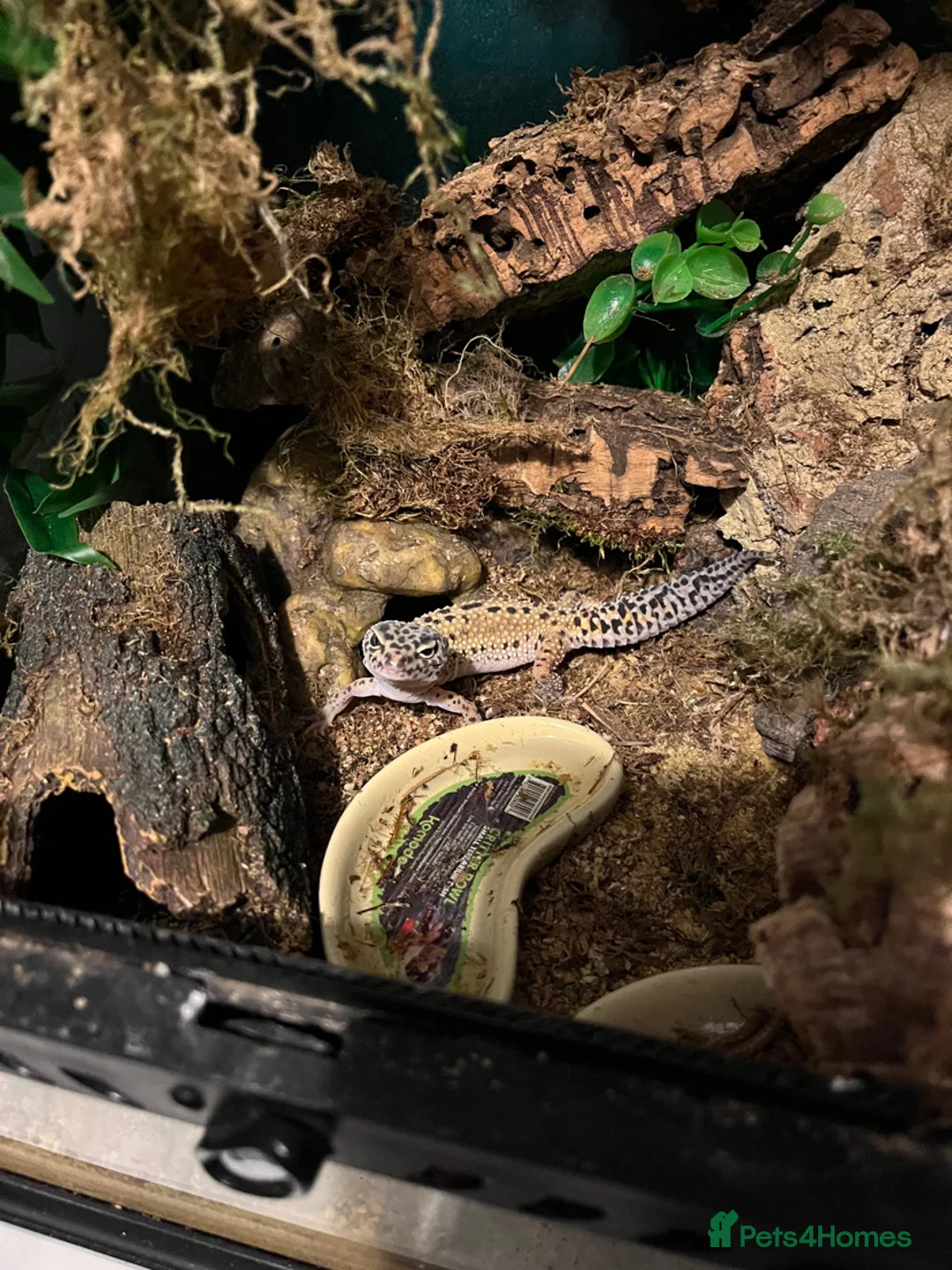 Gecko reptiles for sale: 2 leopard geckos  - Advert 12
