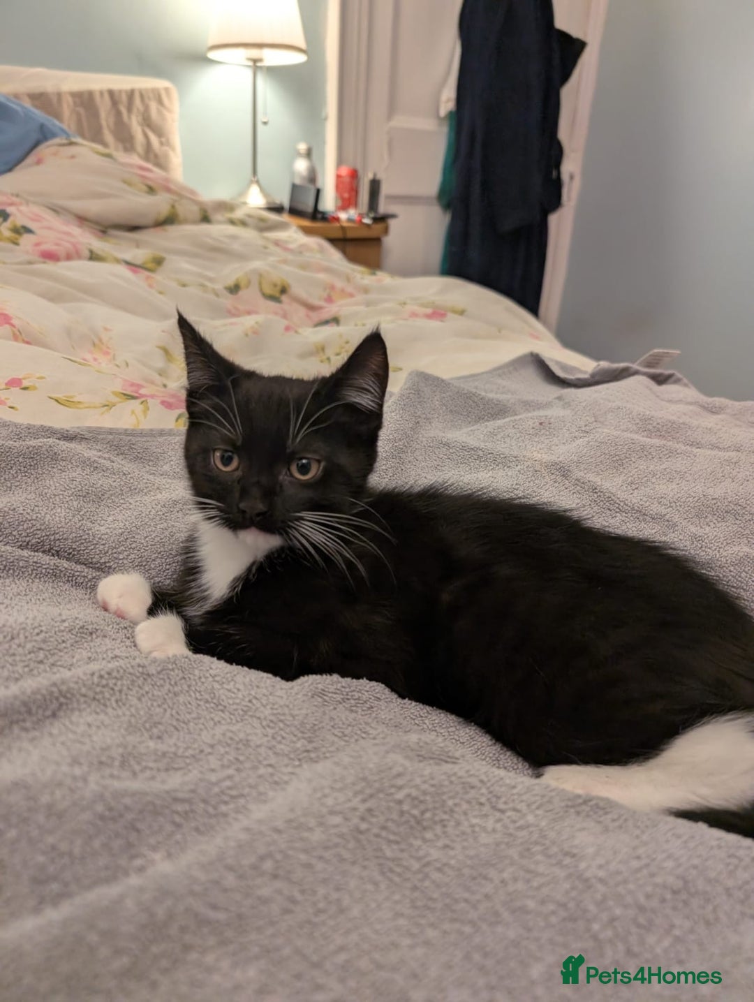 Maine Coon cats for sale: Maine coon cross kittens for sale - Advert 7