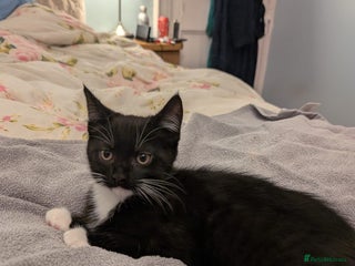 Maine Coon cats Maine coon cross kittens for sale - Advert 17