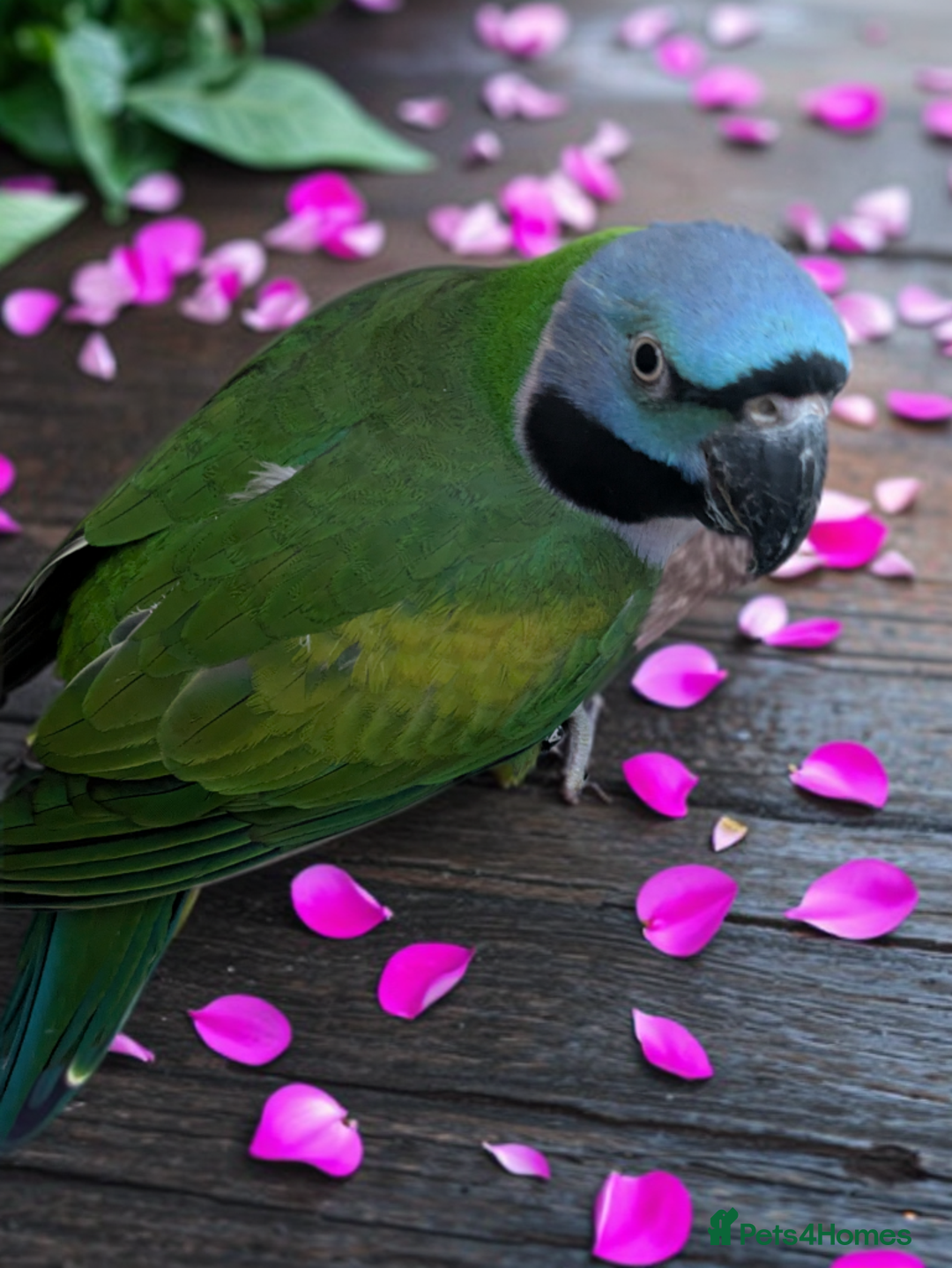 Parakeets birds for sale: Chinese Parakeet Derbyan Parakeet friendly - Advert 6