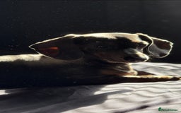 Miniature Dachshund dogs for sale: 2 year old miniature dachshund female  - Image 1