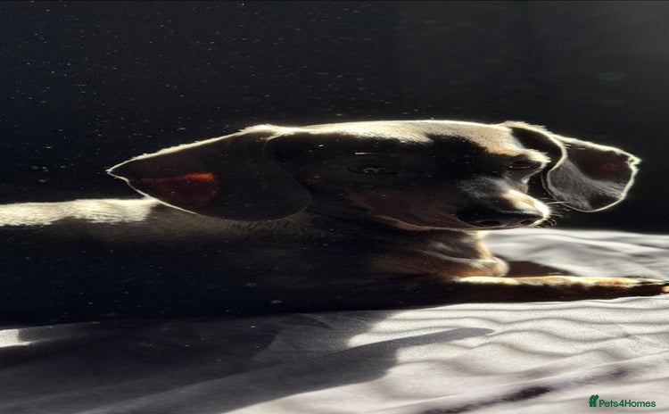 Miniature Dachshund dogs - Advert 6