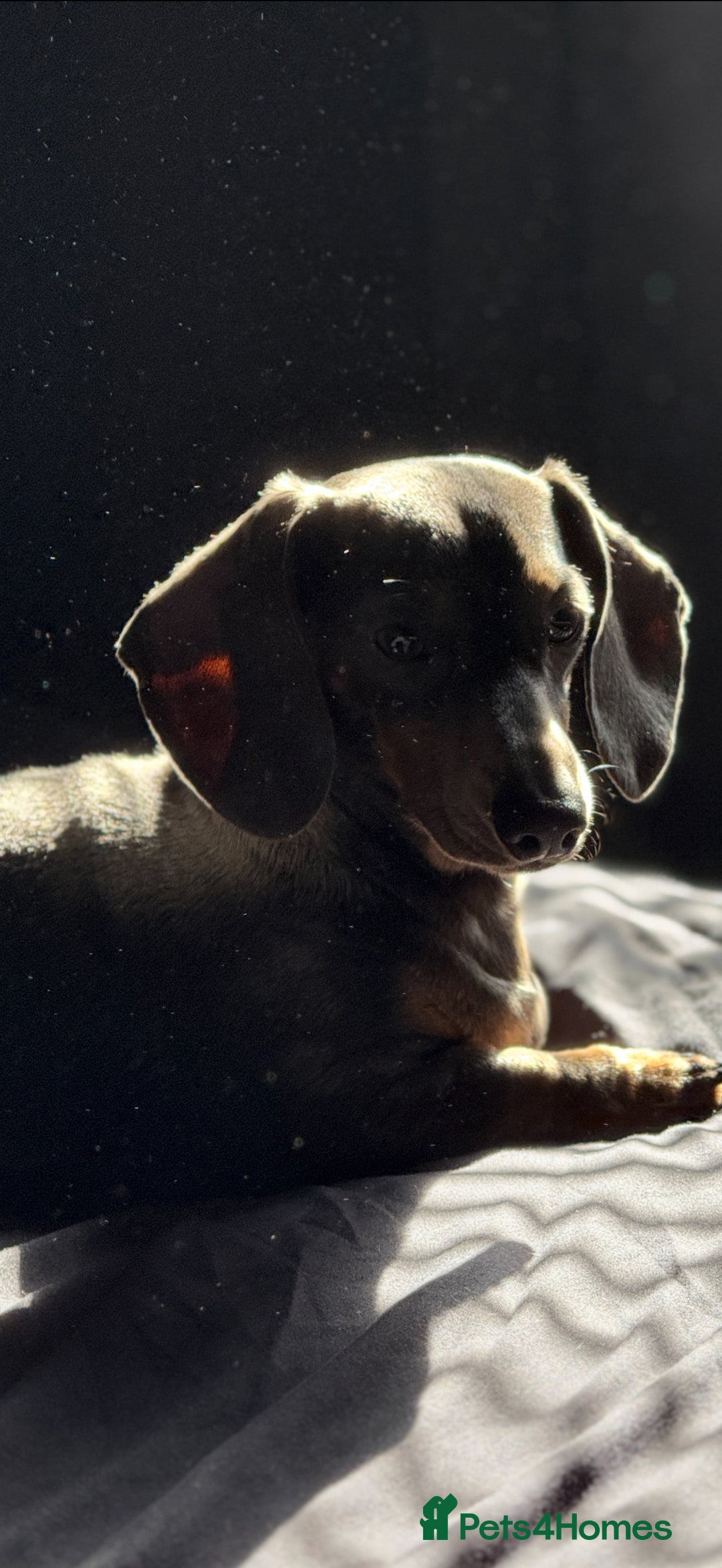 Miniature Dachshund dogs for sale: 2 year old miniature dachshund female  - Image 1