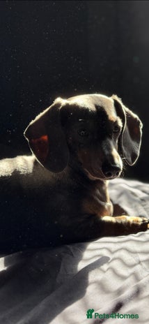 Miniature Dachshund dogs - Advert 16