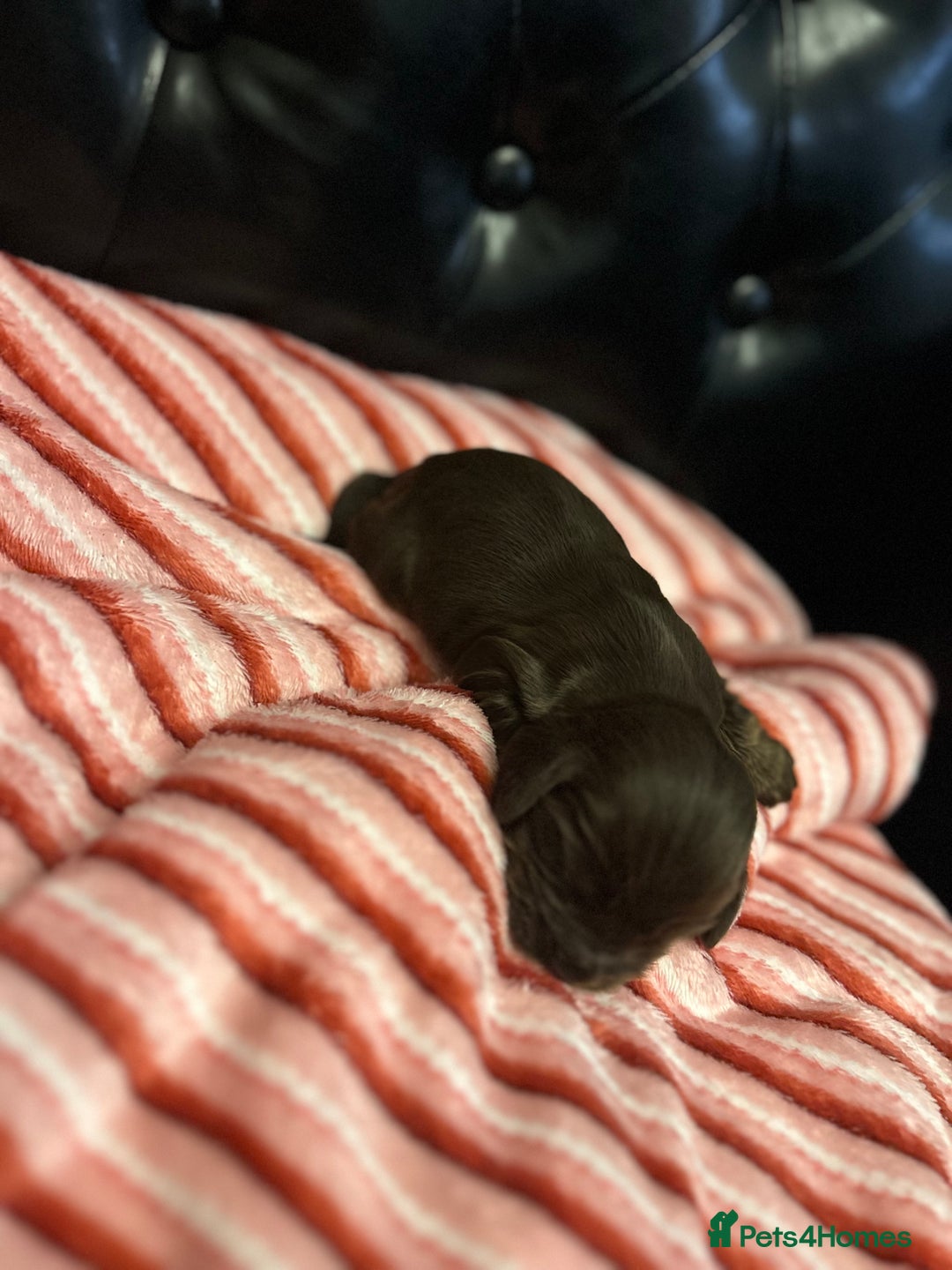 Cocker Spaniel dogs for sale: Show type cocker spaniels  - Advert 4