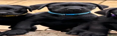 Labrador Retriever 2, Fidget, blue collar