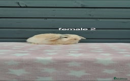 Mini Lop rabbits for sale: Male and female mini lops  - Image 14