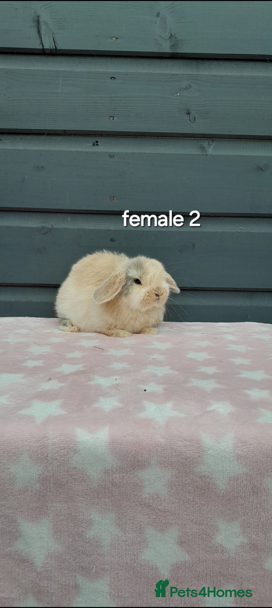 Mini Lop rabbits for sale: Male and female mini lops  - Image 14
