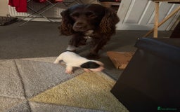 Cocker Spaniel dogs for sale: 🐾 3 KC Reg Blue Roan Cocker Spaniels for sale 🐾  - Image 16