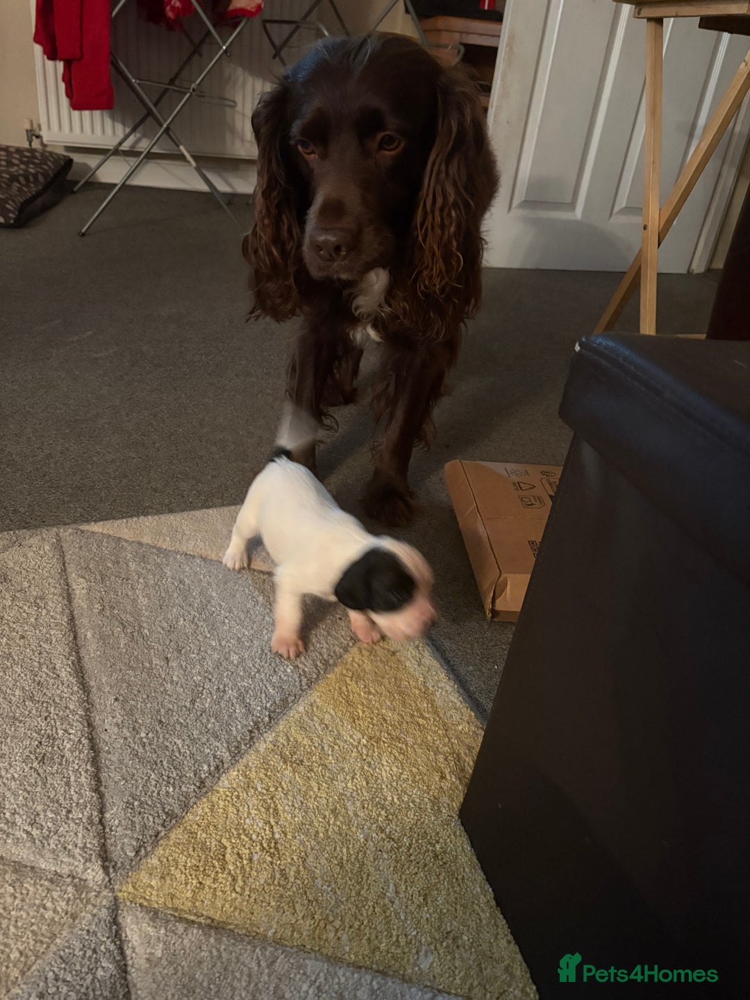 Cocker Spaniel dogs for sale: 🐾 3 KC Reg Blue Roan Cocker Spaniels for sale 🐾  - Image 16