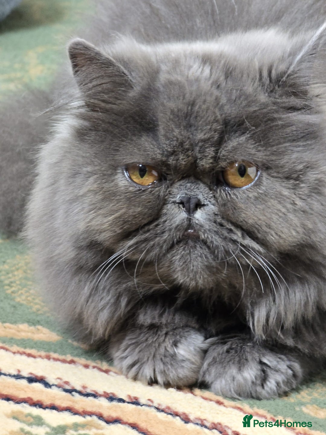 Persian cats for sale: Blue Persian Cat for Loving Home - Image 1