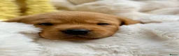 Labrador Retriever dogs for sale: Fox Red KC Registered Labrador Puppies🐾 in London - Advert 23