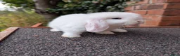 Mini Lop rabbits for sale: Mini lop babies looking for homes  - Advert 9