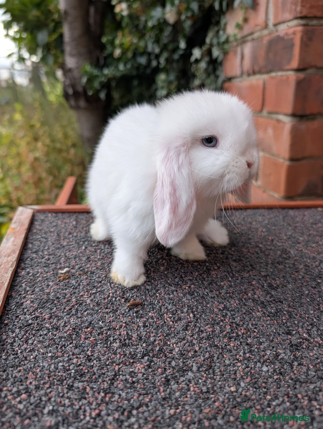 Mini Lop rabbits for sale: Mini lop babies looking for homes  - Advert 9