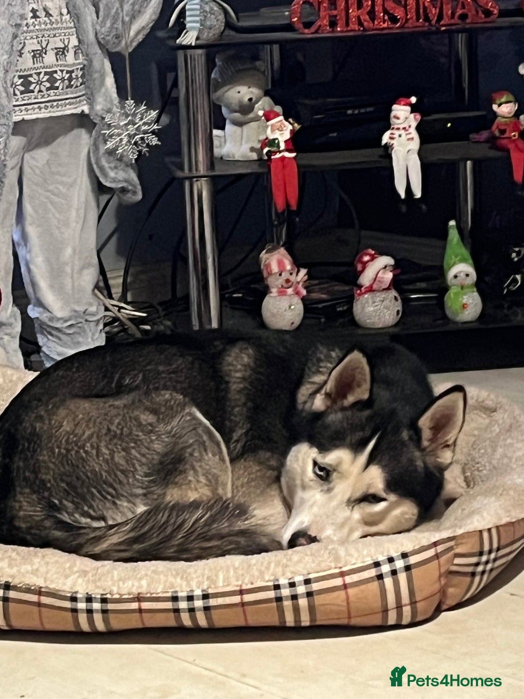 Siberian Husky dogs for sale: Keyara will be 2 on  ** s day - Advert 1