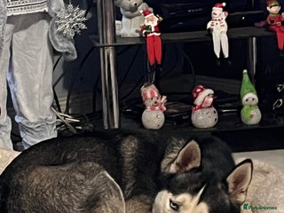 Siberian Husky dogs Keyara will be 2 on ** s day - Advert 1