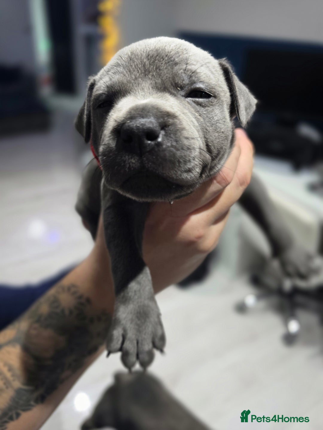 Staffordshire Bull Terrier dogs for sale: Beautiful Staffordshire Bull Terrier Puppies - Advert 12