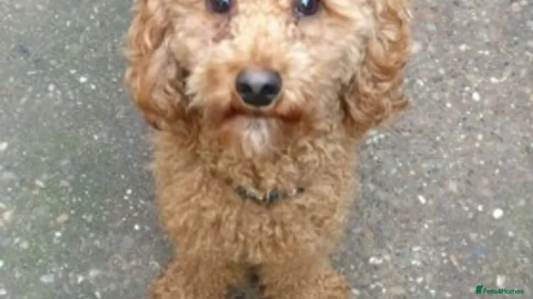 Cavapoo dogs for stud: Red Min Poodle PRA Clear & Other DNA Clear in Mansfield - Advert 10