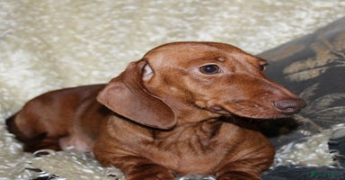 Miniature Dachshund dogs in Stafford - Advert 13