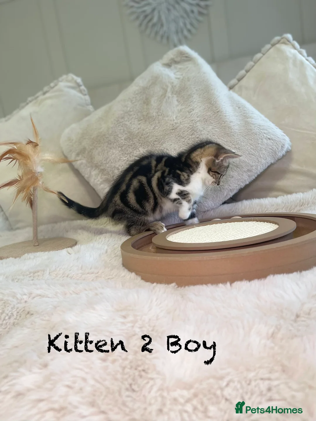 Mixed Breed cats for sale: Stunning kittens 8 weeks old ready now  - Advert 8