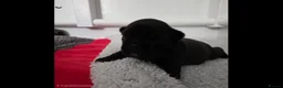 French Bulldog dogs for sale: Beautiful, Chunky, Frenchie Puppies - Advert 12