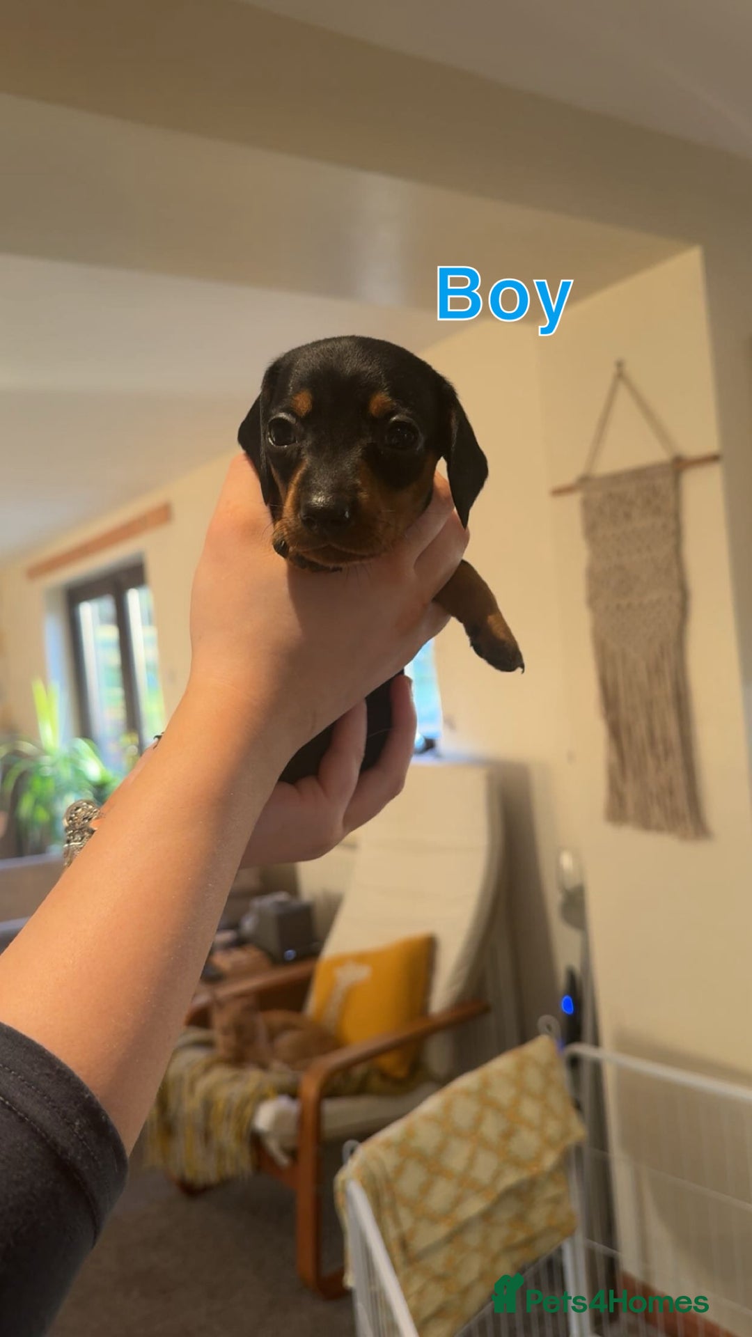 Dachshund dogs for sale: Miniature dachshund puppies  - Image 3