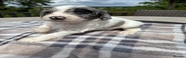 Lainey - Blue Merle Parti Girl