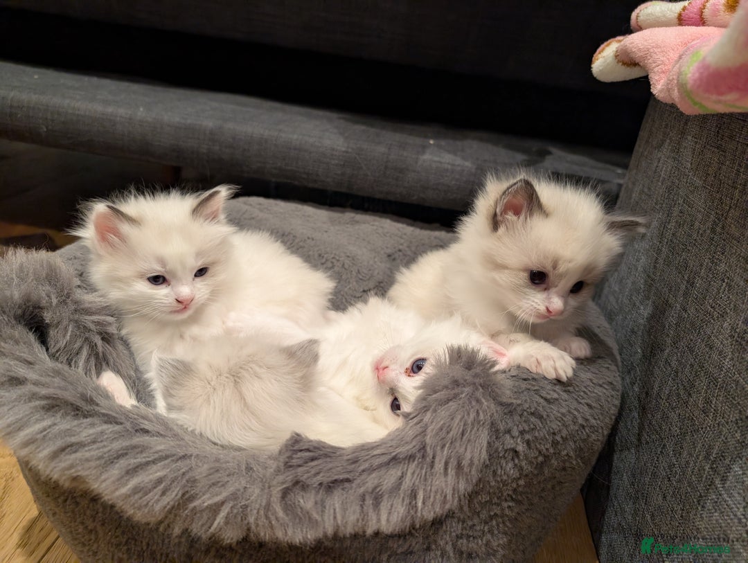 Ragdoll cats for sale: Gorgeous Ragdoll Kittens  - Advert 1