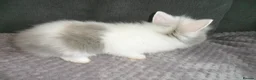 Lionhead rabbits for sale: BEAUTIFUL BABY LIONHEAD RABBITS WITH BLUE EYES - Advert 4