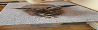 Maine Coon 4