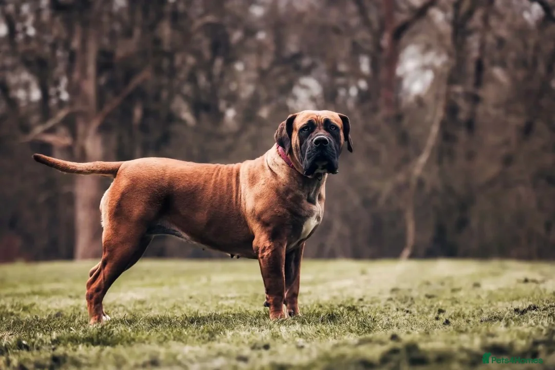 Boerboel dogs for sale: Stunning Boerboel Girl - Advert 2