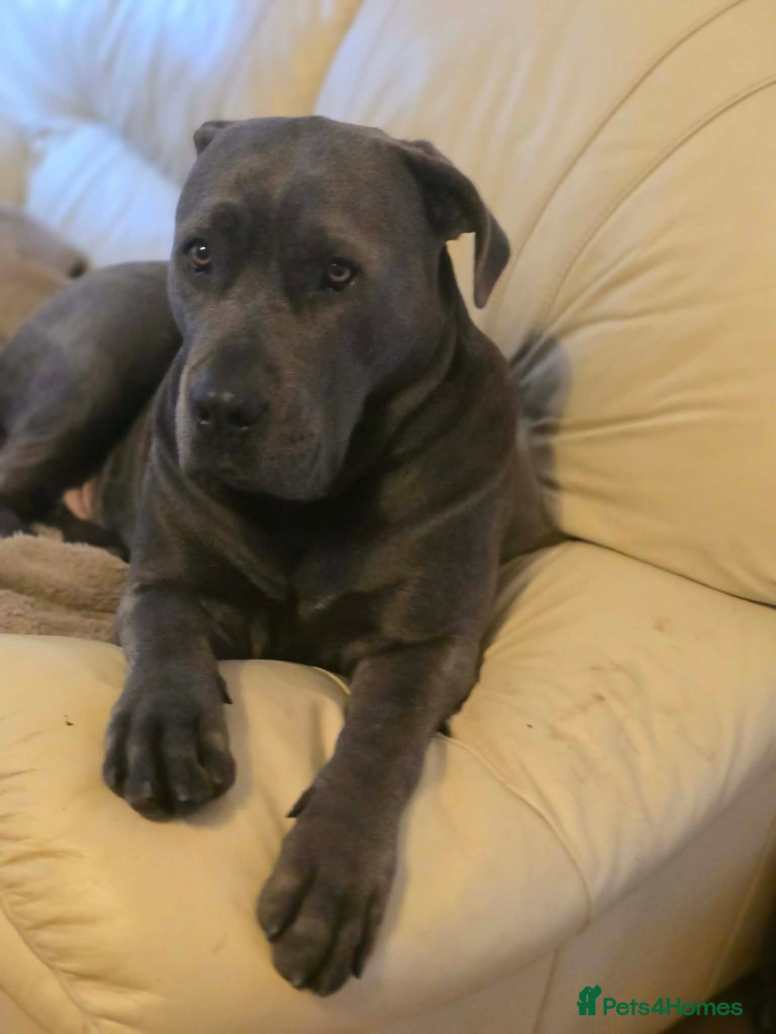 Cane Corso dogs Bella’s pups Part2 - Advert 1