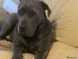 Cane Corso dogs Bella’s pups Part2 - Advert 1
