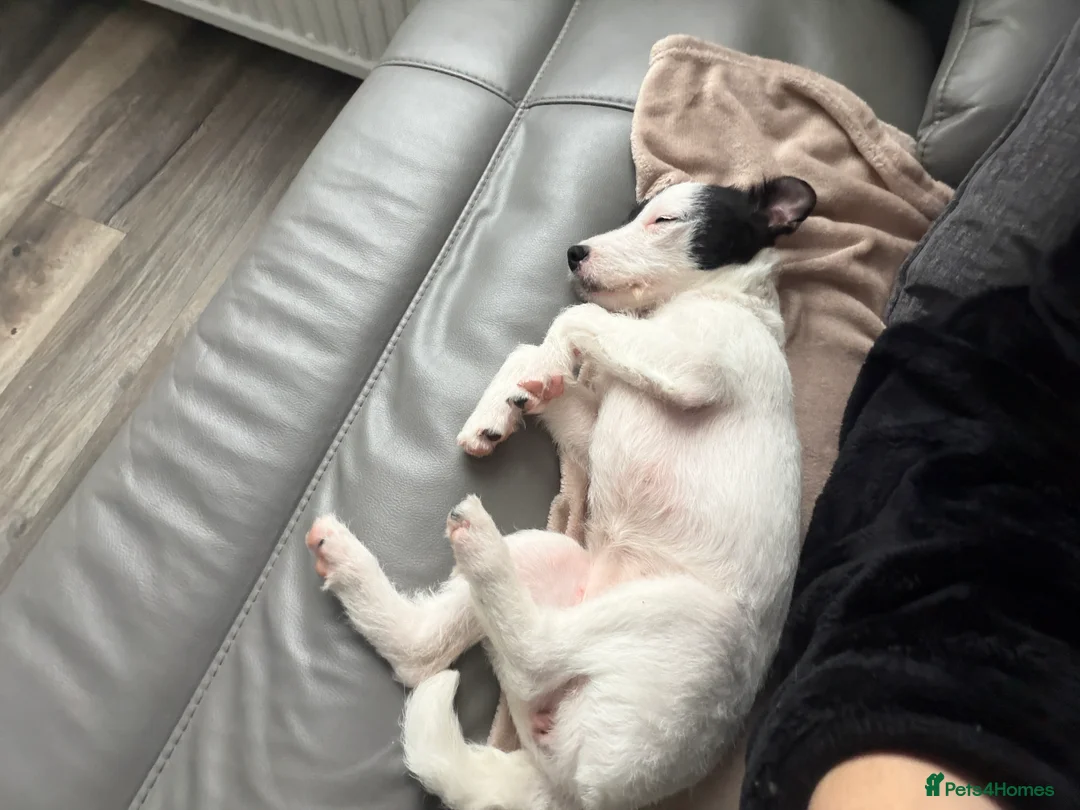 Parson Russell dogs for sale: Parson Pup - Advert 4