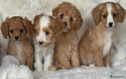 Cavapoo dogs for sale: Beautiful cavapoos - Image 17