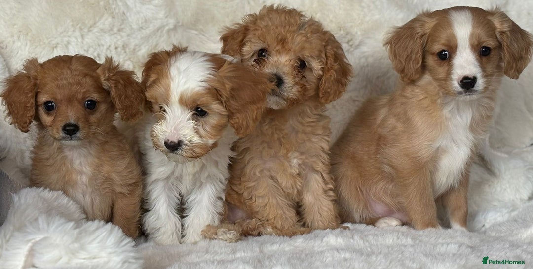 Cavapoo dogs for sale: Beautiful cavapoos - Image 17
