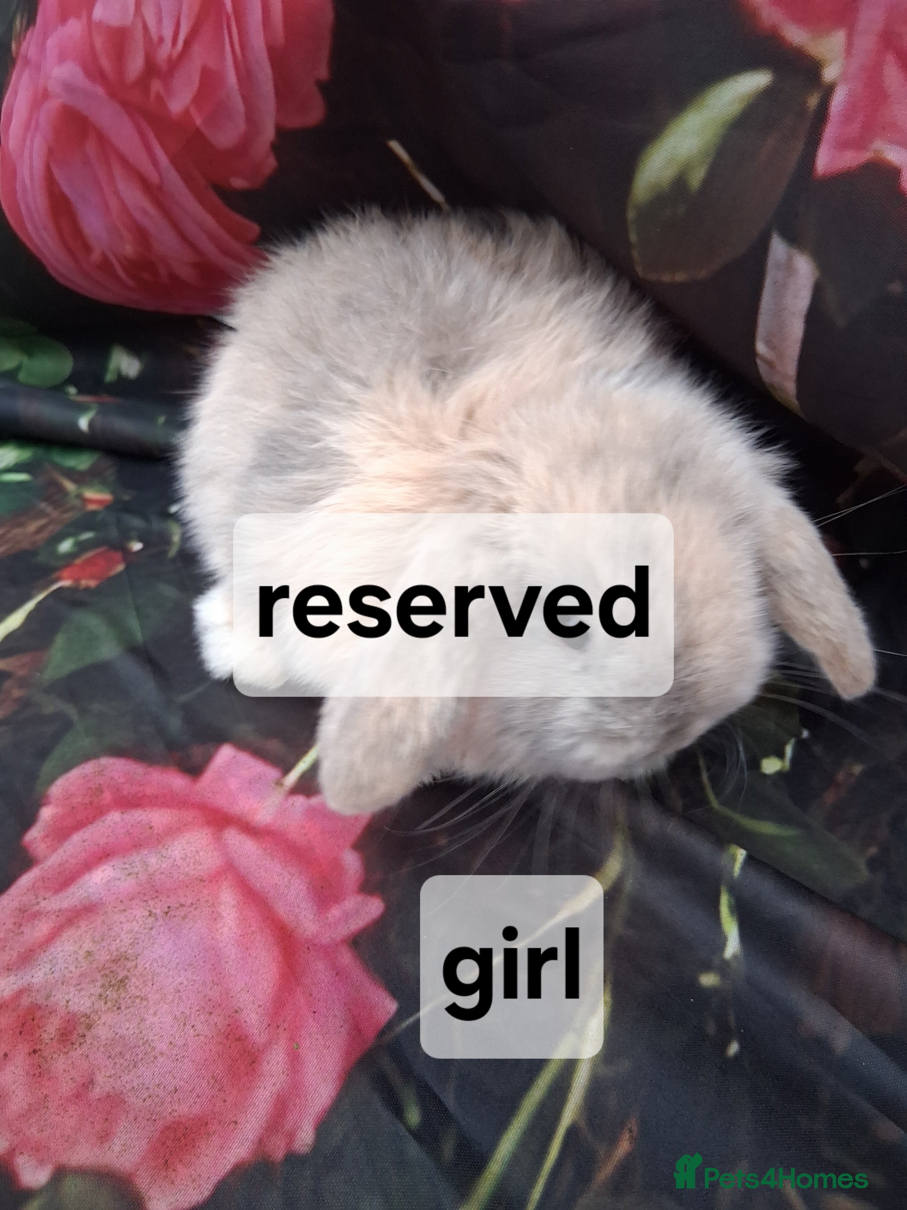 Mini Lop rabbits Mini lop rabbits  - Advert 13